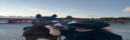 Allround hästar till salu: Världens bästa läromästare ❤️ - Annons 2