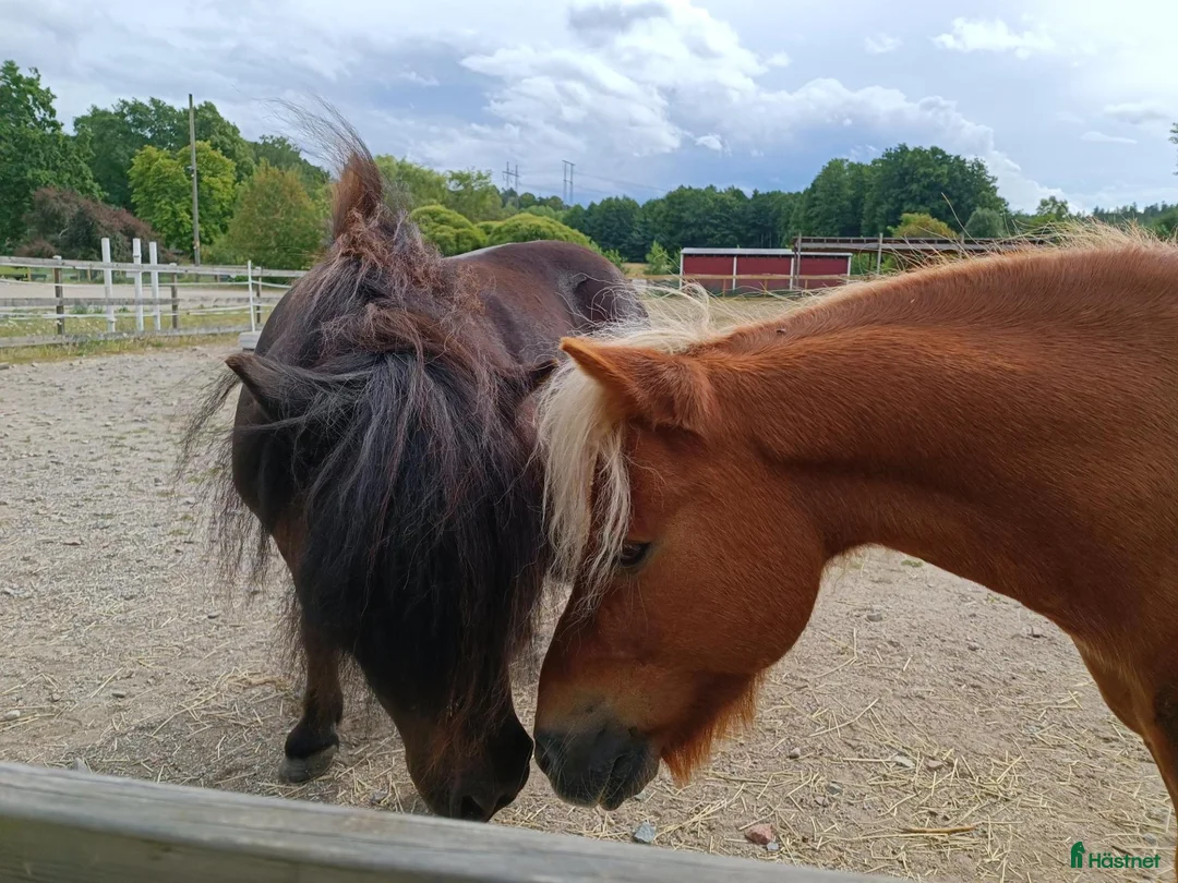 Övrigt hästar till salu: Charmig shetlandsponny - Annons 4