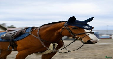  hästar i Sandhem - Annons 14