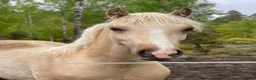 Allround hästar till salu: Welsh Cob sto - Annons 2
