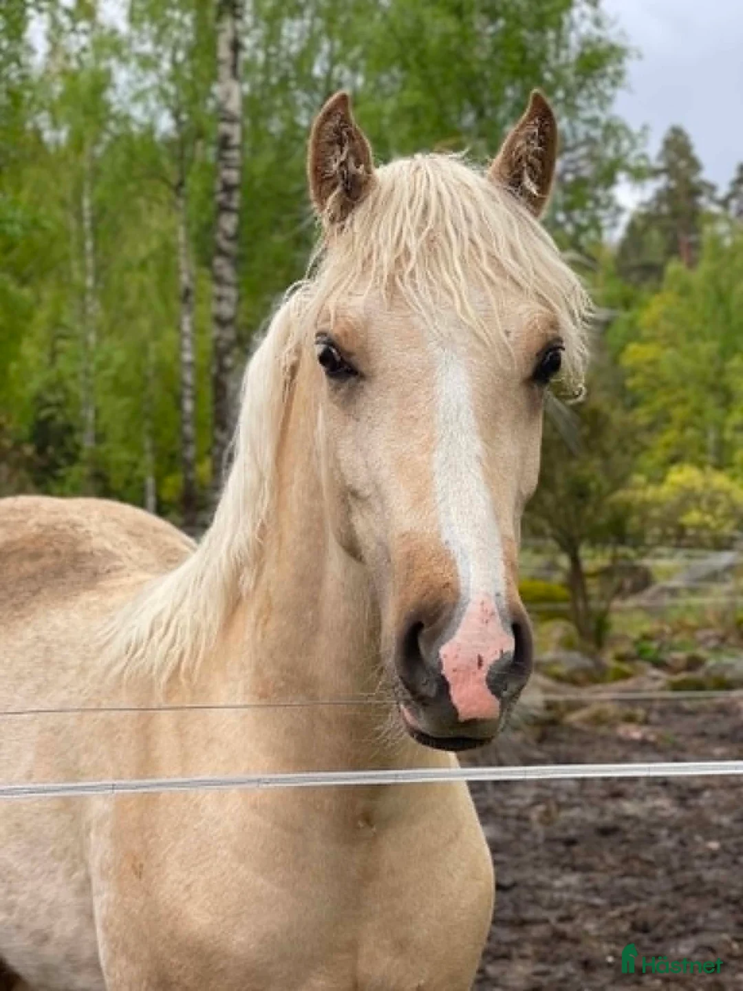 Allround hästar till salu: Welsh Cob sto - Annons 2