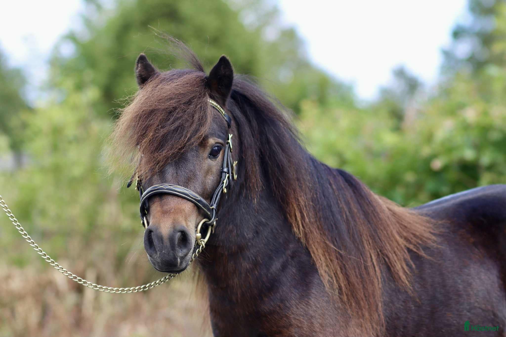  hästar Mycket snäll och fin valack! i Jönåker - Annons 13