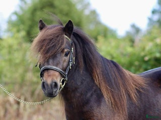 hästar Mycket snäll och fin valack! i Jönåker - Annons 12