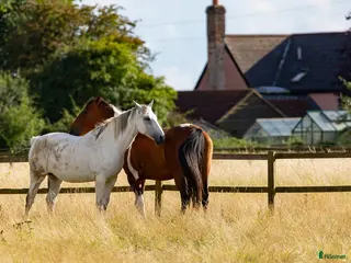 lägenhet till salu: Bostad sökes på/vid hästgård, säteri el liknande - Annons 1