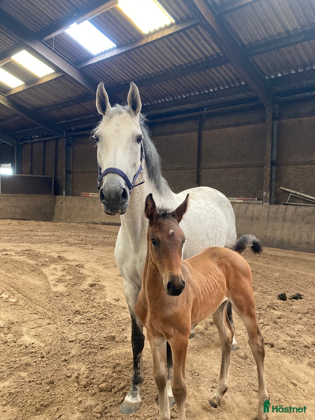 Allround hästar till salu: Min älskade Pärlan 🩷 i Ullared - Annons 9