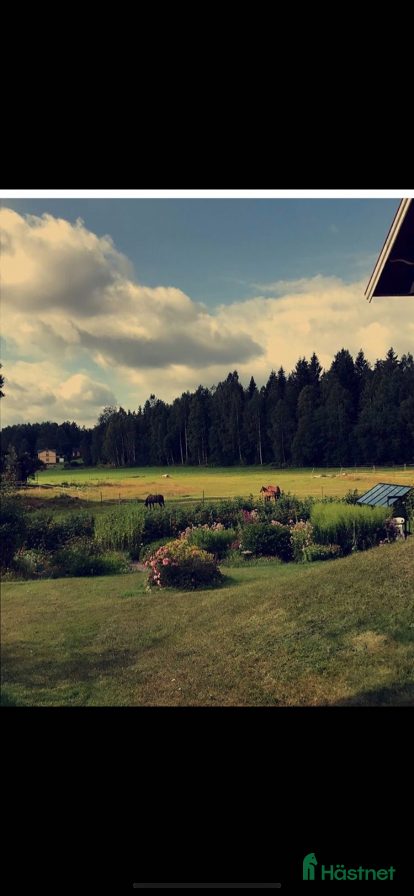  hästar Häst med trevliga gångarter sökes  - Annons 2