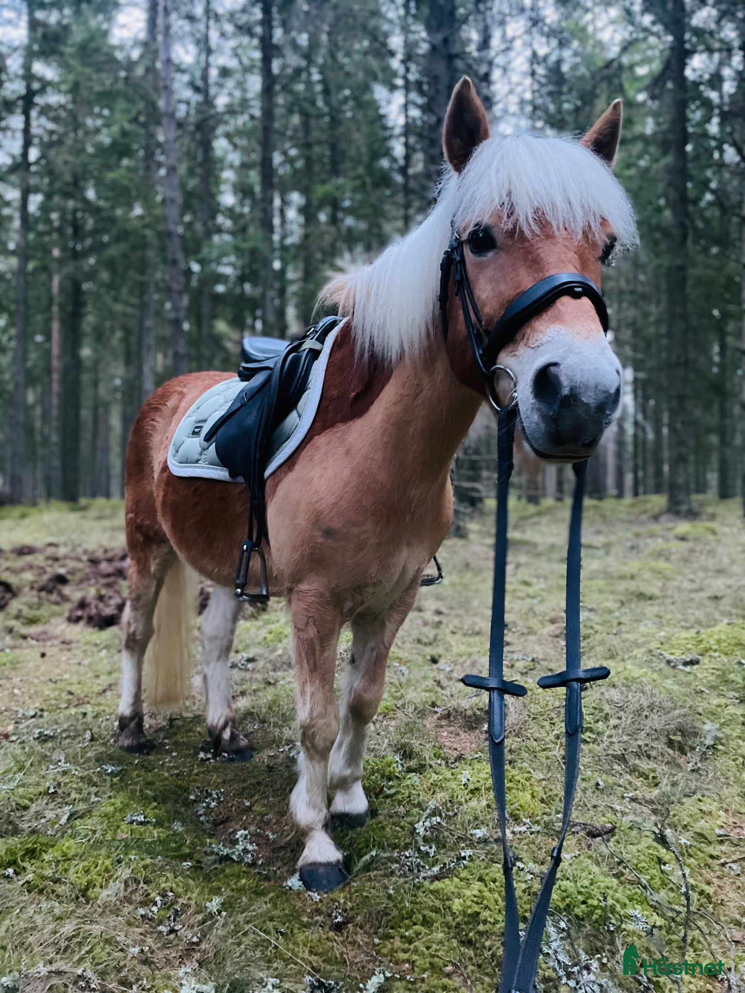  hästar Skorpan letar efter sin nya familj - Annons 12