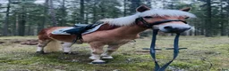 Allround hästar till salu: Skorpan letar efter sin nya familj - Annons 1