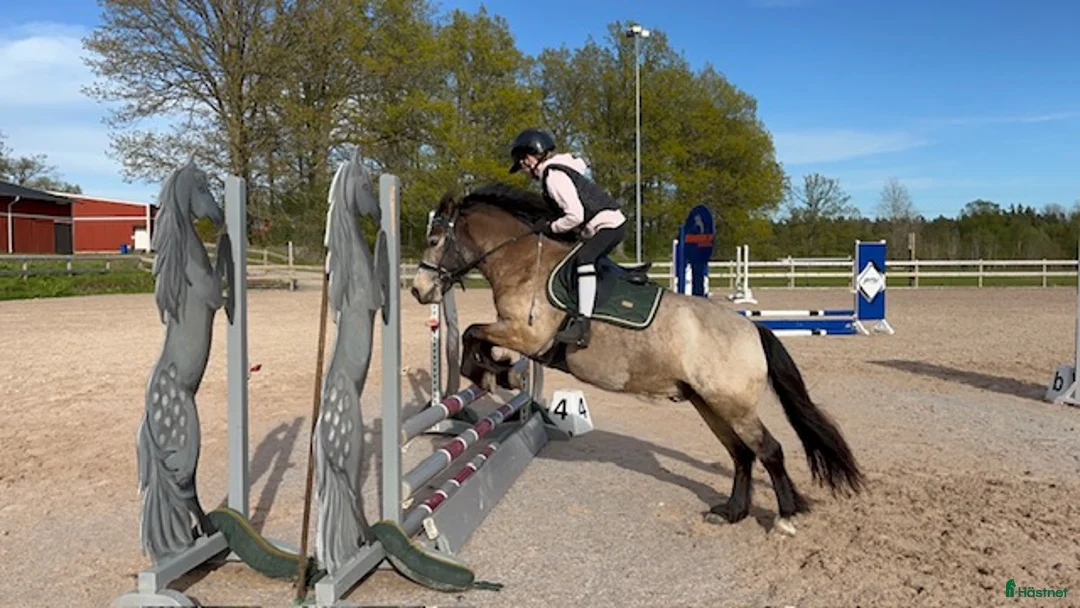 Allround hästar till salu: Pigg valack Russ/Welsh i Ljungby - Annons 6