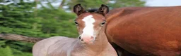 Hoppning hästar till salu: 3åring e. Colorit Z (1.60) - Querlybet Hero (1.55) - Annons 6