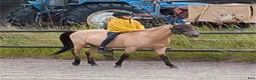 Allround hästar till salu: Snygg 3-årig Welsh Partbred! - Annons 5