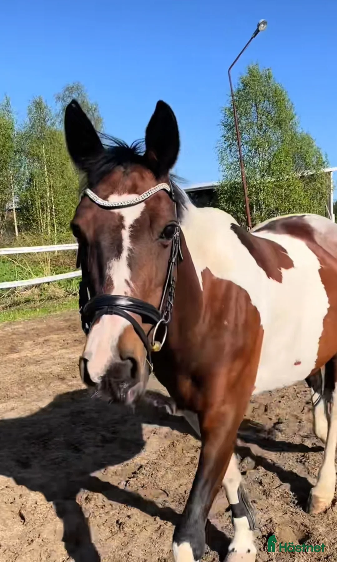 Sällskap hästar till salu: Sällskapsponny/projekt - Annons 1