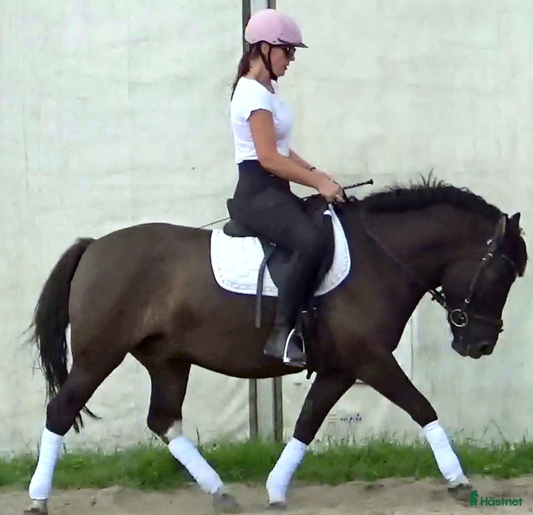 Allround hästar till salu: The talented Pony you’re looking for! i Örsundsbro - Annons 10