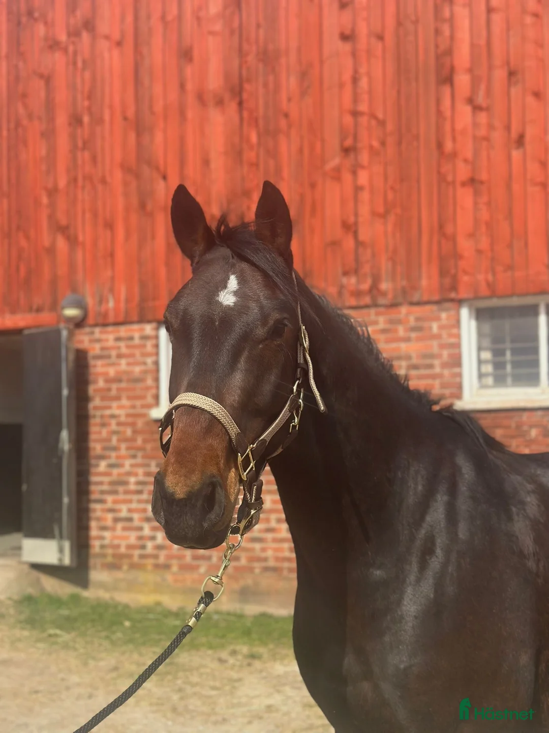 Hoppning hästar till salu: Härlig unghäst  - Annons 1