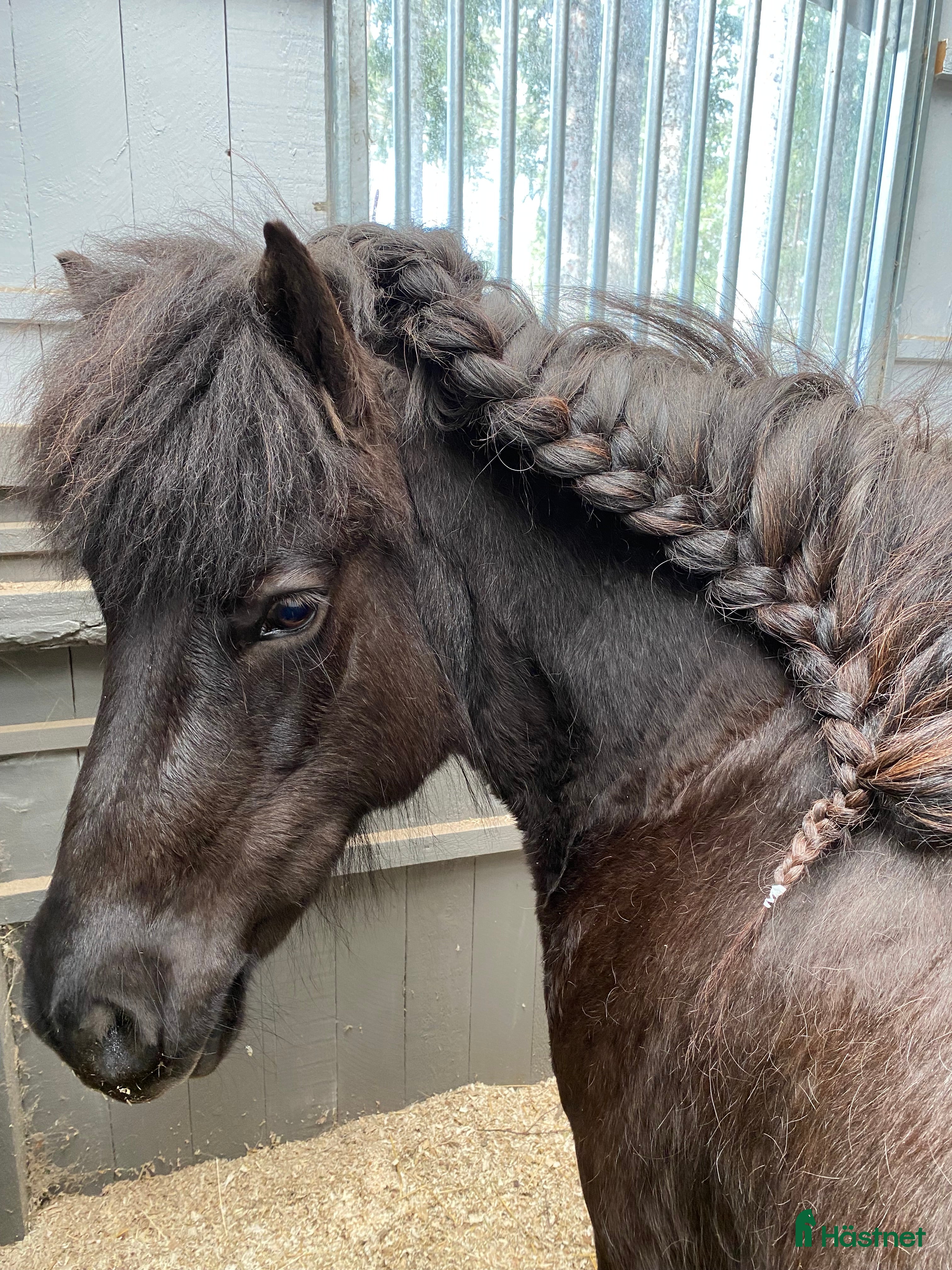  hästar Intressekoll i Knutby - Annons 1