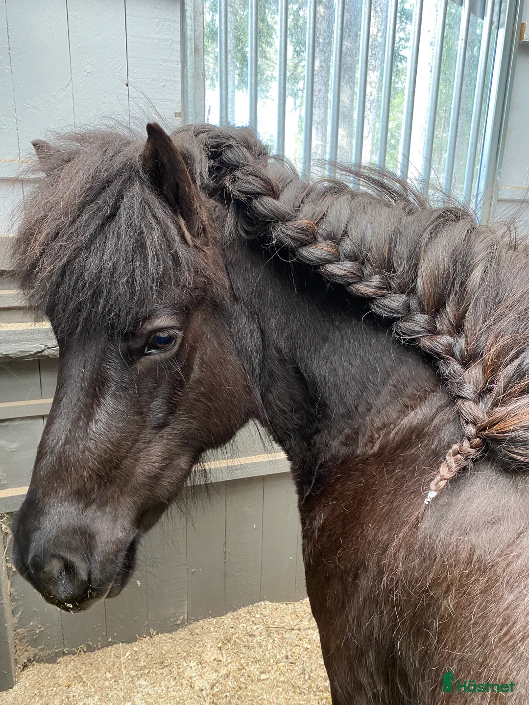 Island hästar till salu: Intressekoll i Knutby - Annons 1
