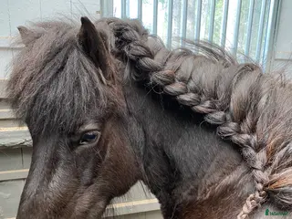 hästar Intressekoll i Knutby - Annons 1