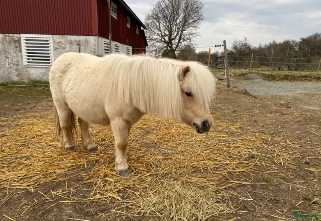 Allround hästar sökes: Ridbar valack sökes - Annons 1