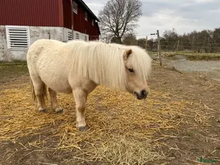 hästar Ridbar valack sökes - Annons 2