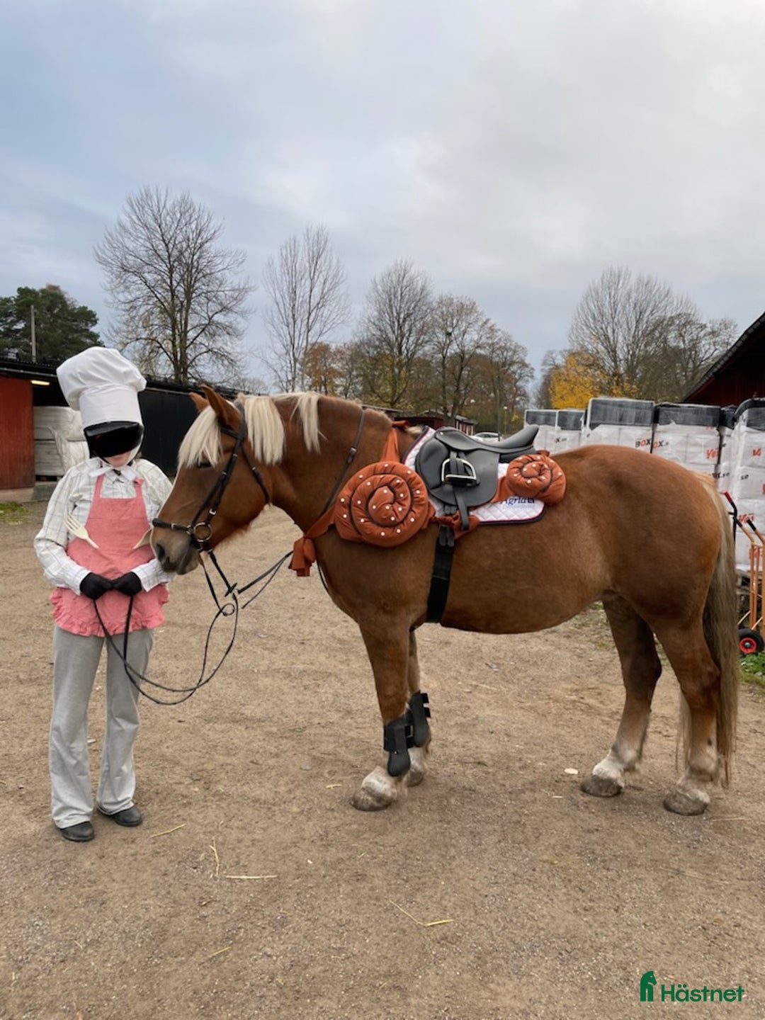Allround hästar till salu: Gulligt Kallblodssto i Västerhaninge - Annons 5
