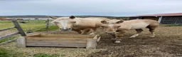 Western hästar till salu: Häftig painthingst! - Annons 7