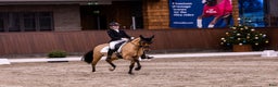Dressyr hästar till salu: Top FEI pony til salg - Annons 3