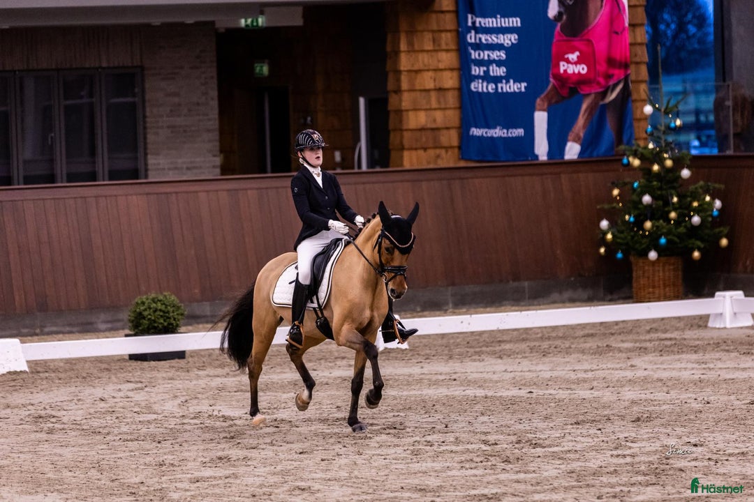 Dressyr hästar till salu: Top FEI pony til salg - Annons 3