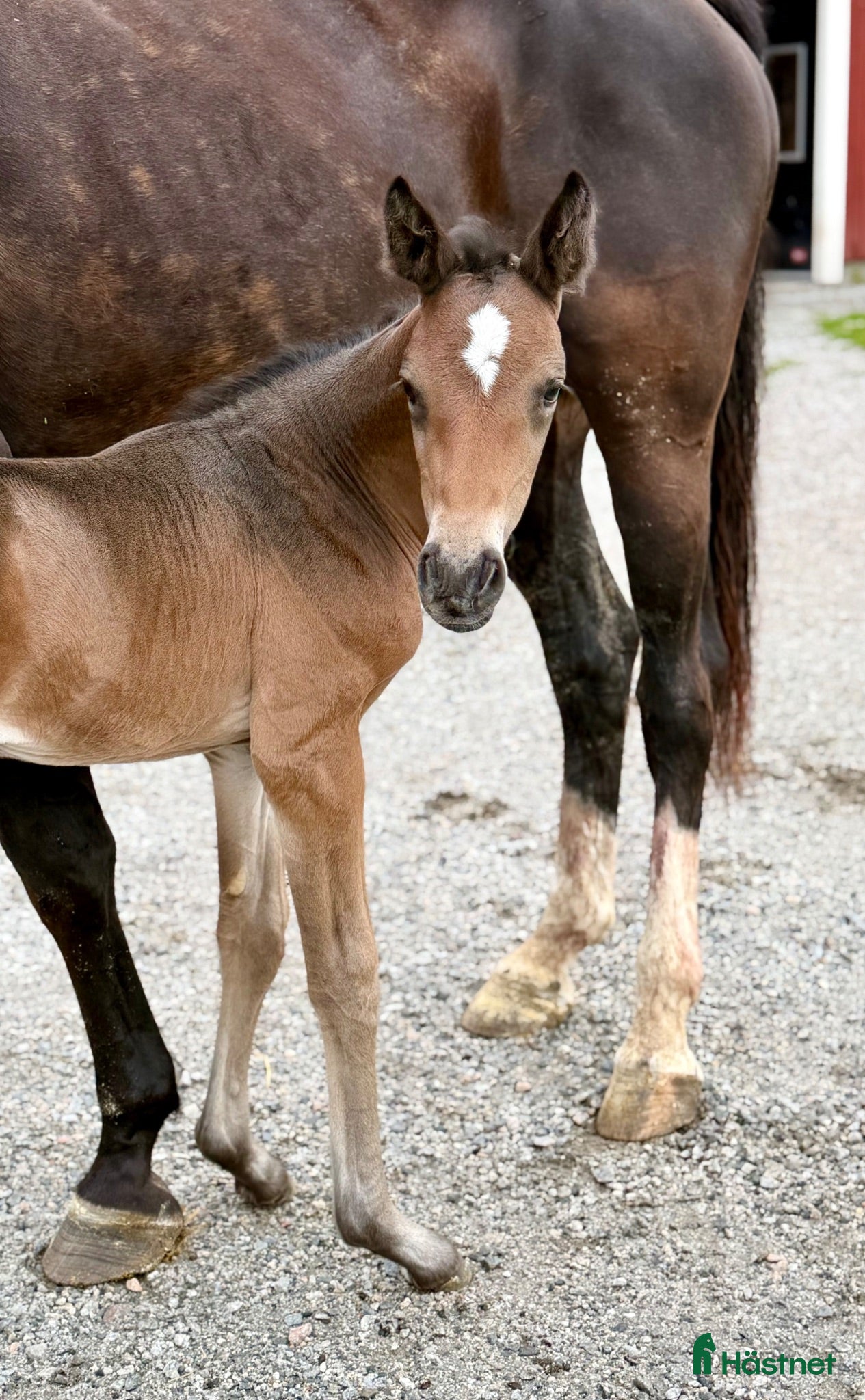  hästar 2 föl för Fälttävlan eller hoppning 🐎 - Annons 2