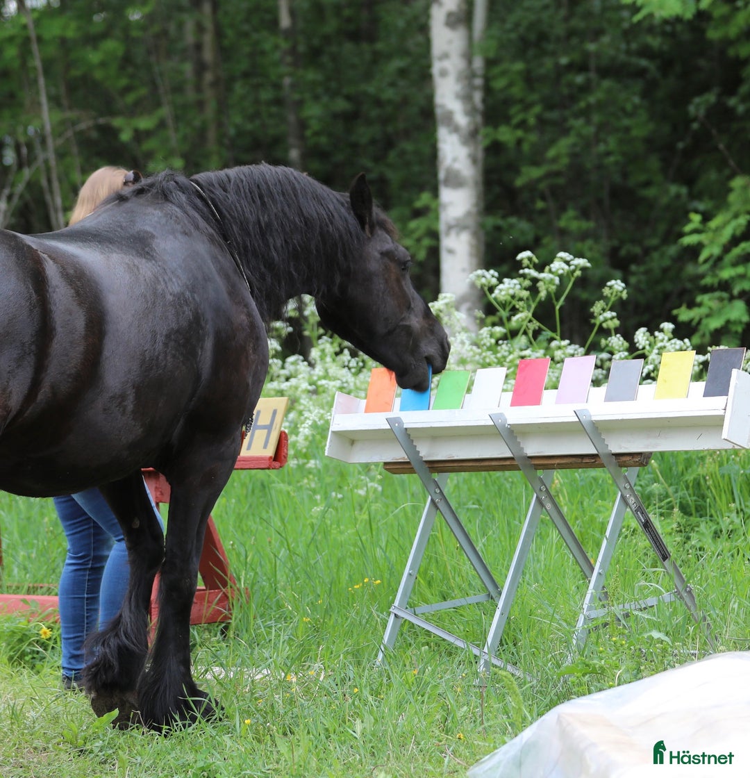 Allround hästar till salu: **Exceptional Horse for Sale** - Annons 6