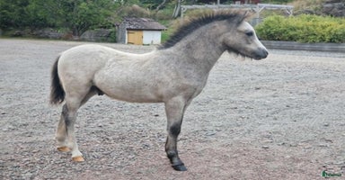  hästar i Stenkullen - Annons 3