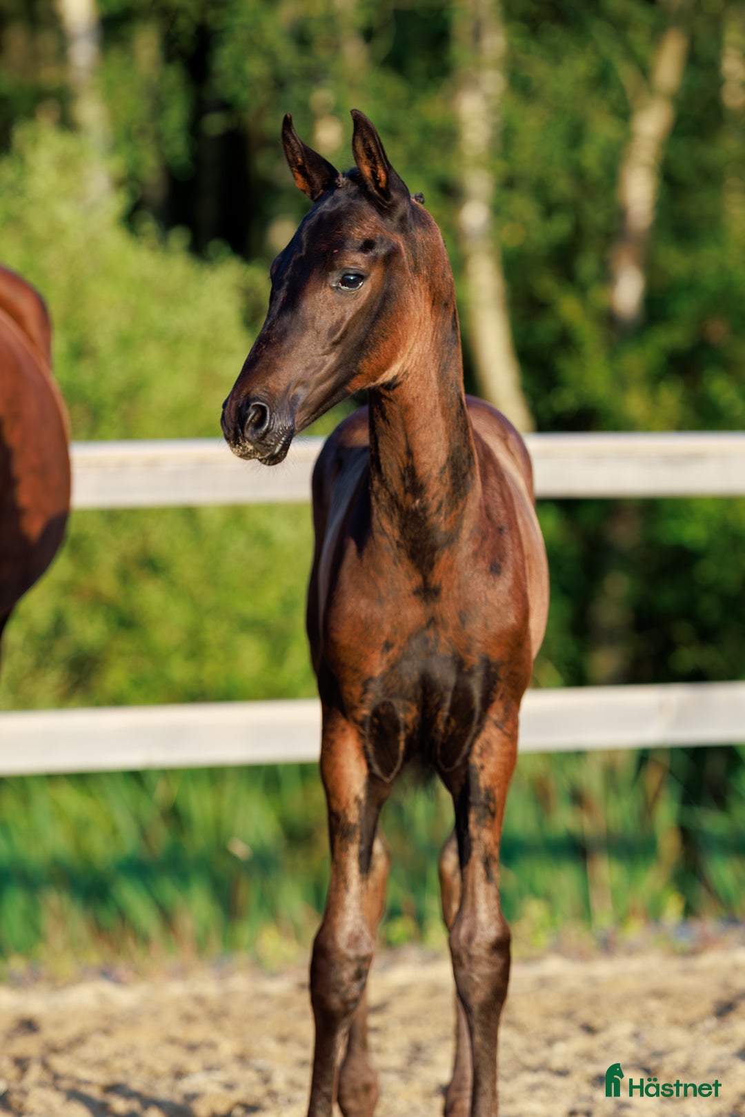 Dressyr hästar till salu: Hingstföl e. Bon Esprit- Fürstenball i Nol - Annons 2