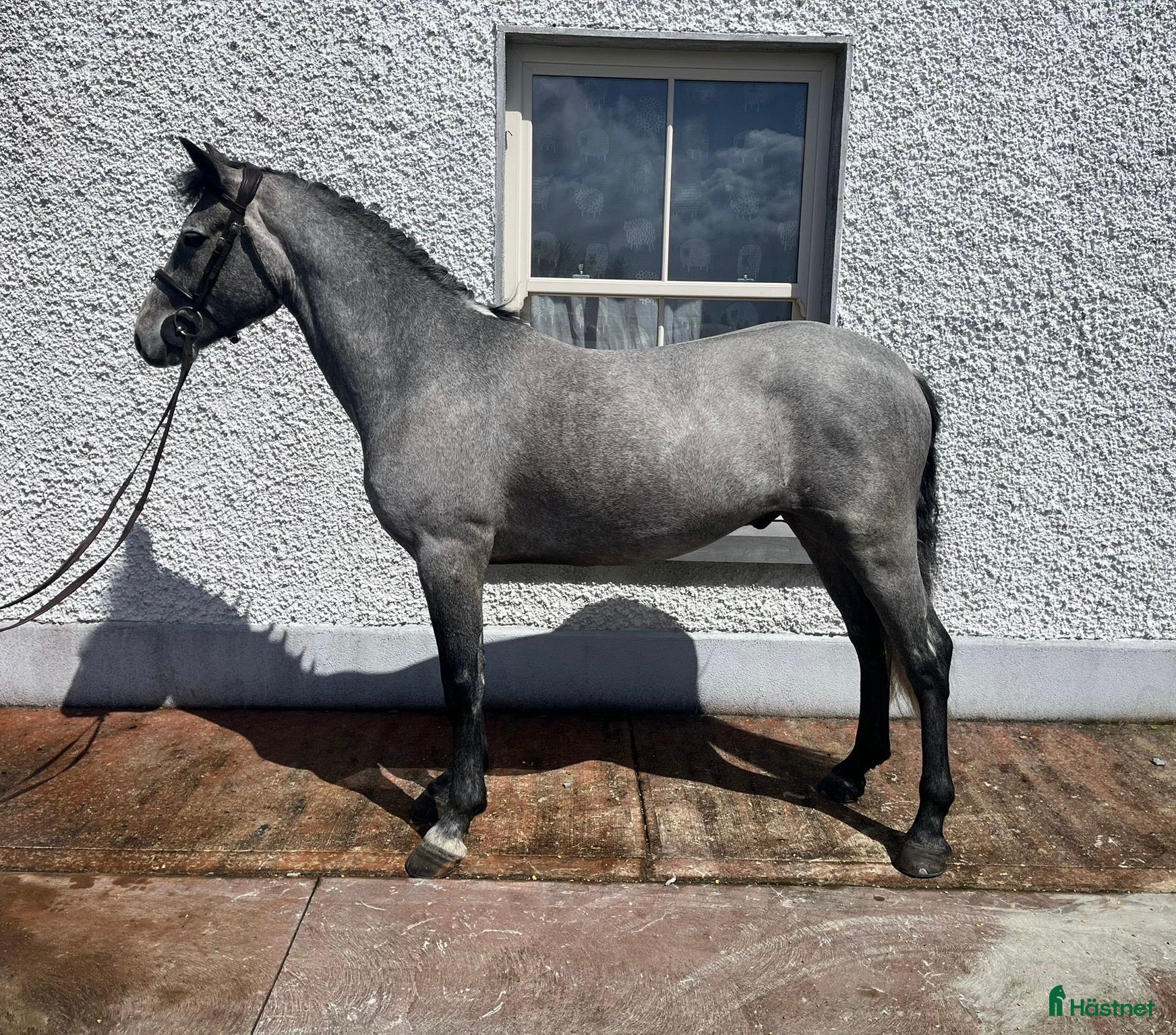  hästar Attyrory Horses - Henry  - Annons 2