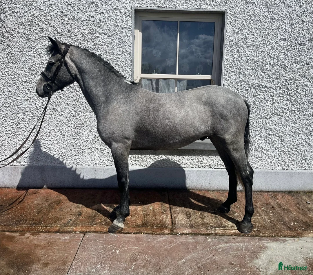 Hoppning hästar till salu: Attyrory Horses - Henry  - Annons 2