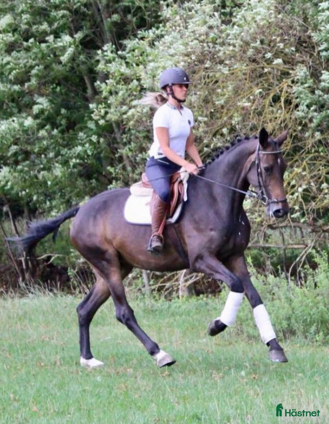 Dressyr hästar till salu: Ljuvligt dressyrsto  i Klippan - Annons 1