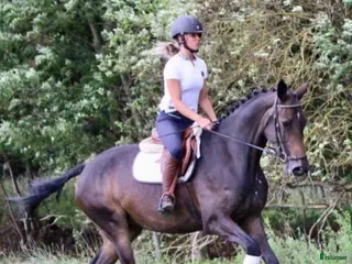 hästar Ljuvligt dressyrsto i Klippan - Annons 9