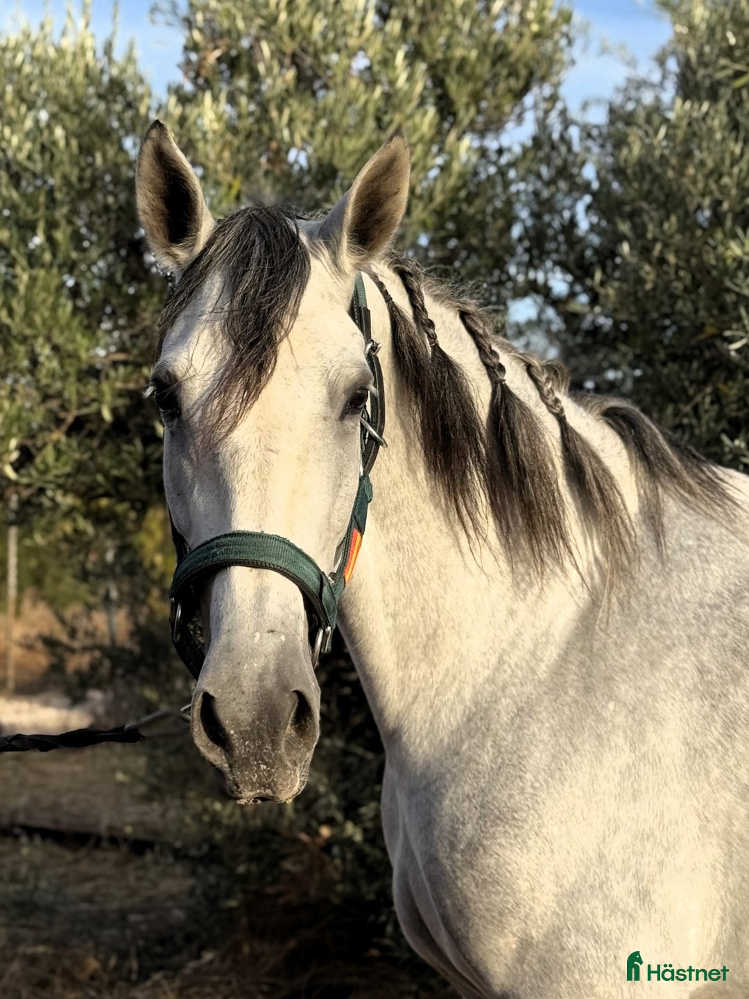 Dressyr hästar till salu: Talangfullt PRE sto i Coín - Annons 4