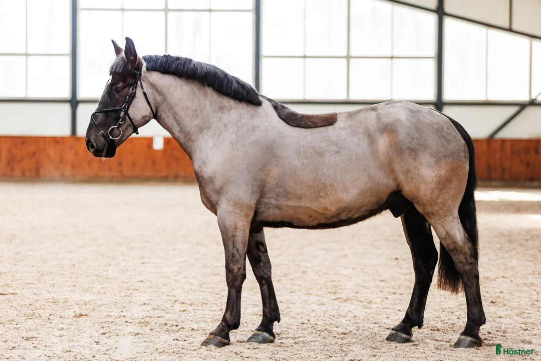 Allround hästar till salu: Georgious all around gelding - Annons 3