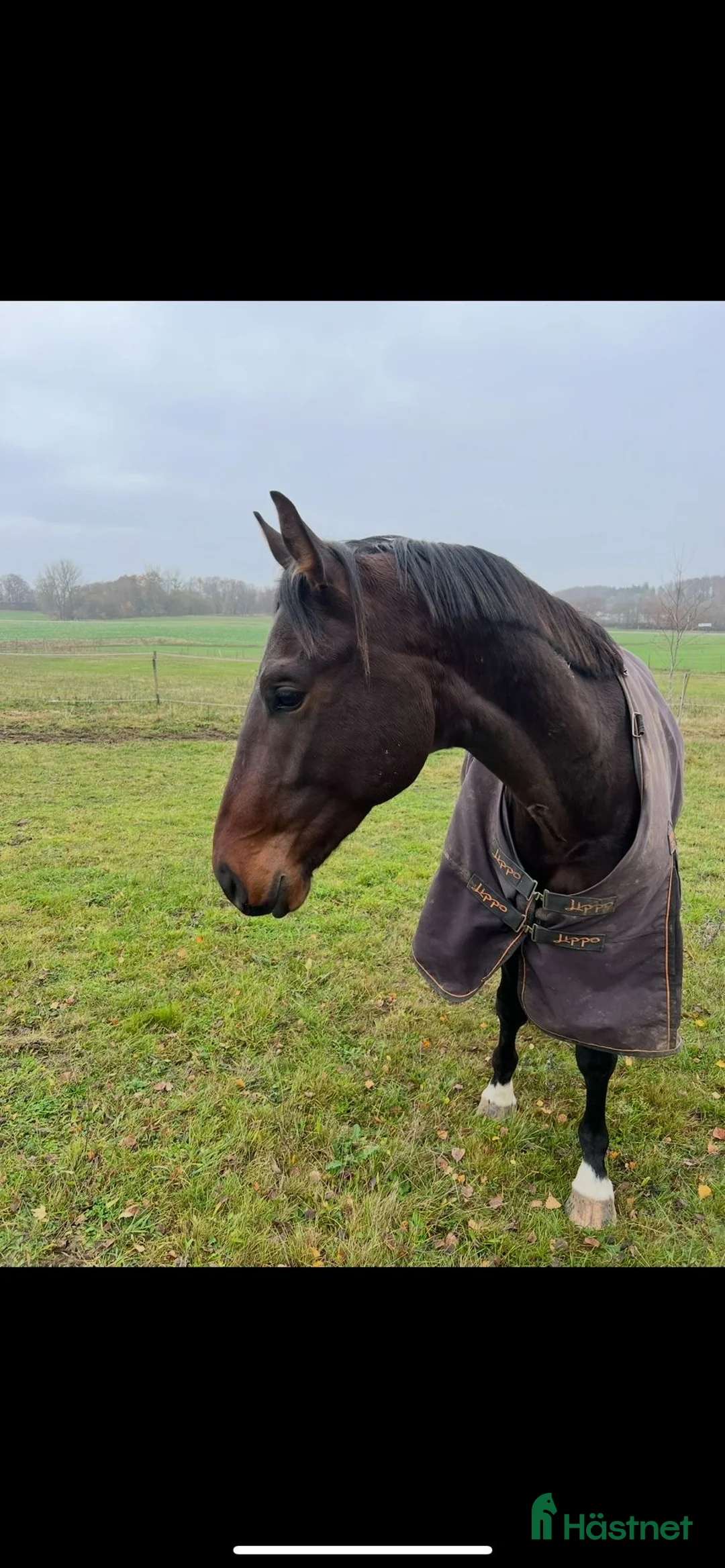Dressyr hästar till salu: Supersnäll häst i Skurup - Annons 1