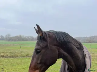 hästar Supersnäll häst i Skurup - Annons 15