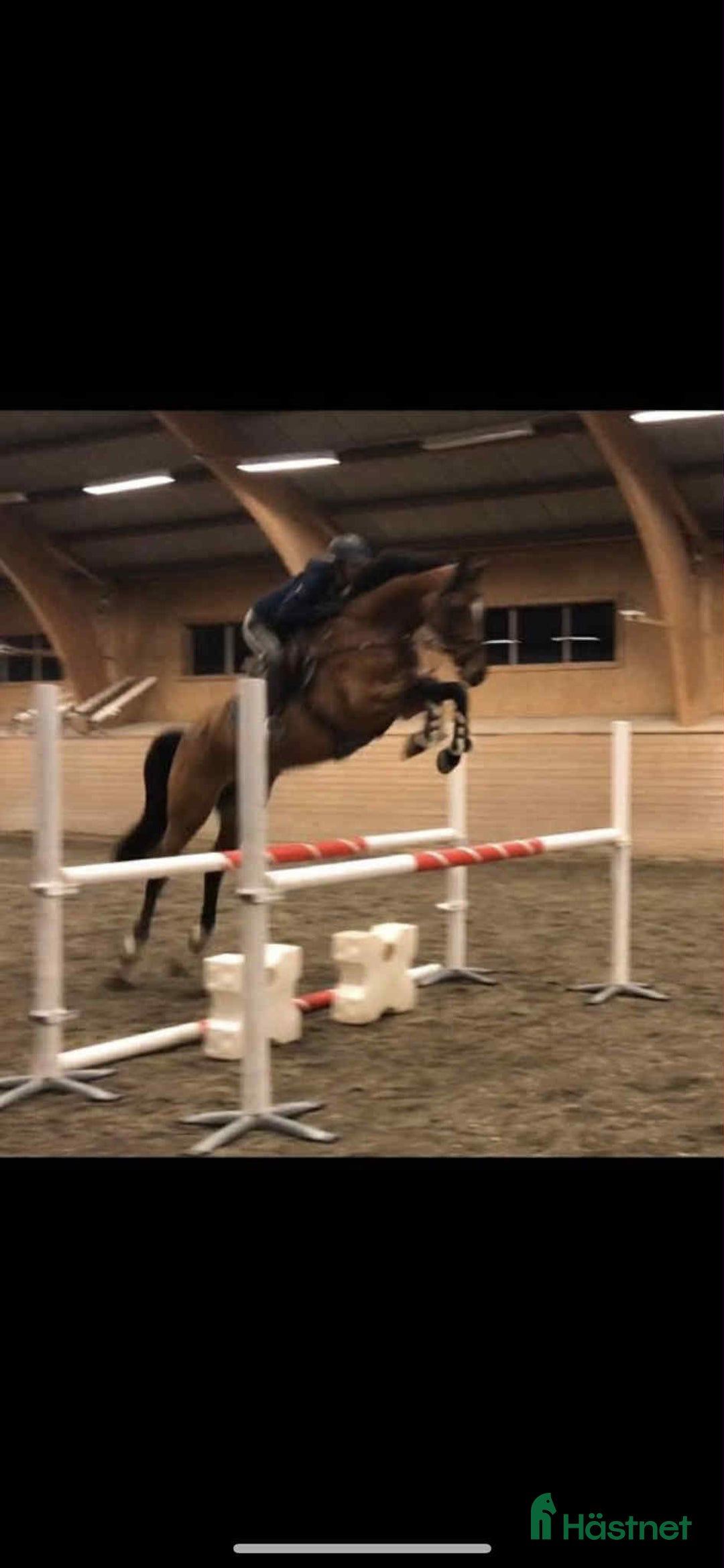 Hoppning hästar till salu: Grym rid och avelshäst i Örebro - Annons 2