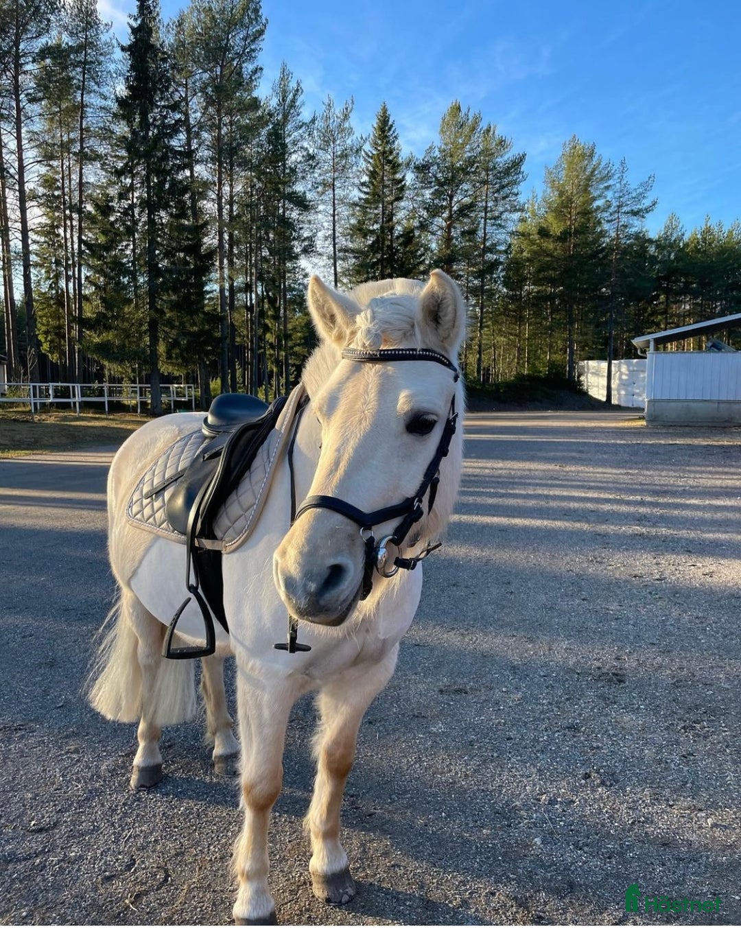 Allround hästar till salu: Ponny med hjärta av guld🌸 i Alnö - Bild 1