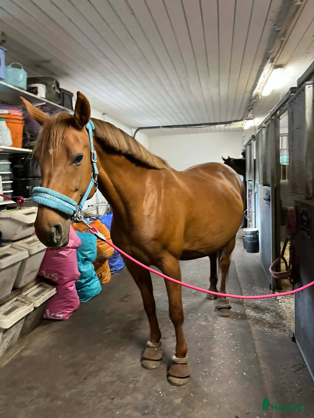 Avelshästar hästar till salu: Snyggt sto för avel i Kungälv - Annons 2