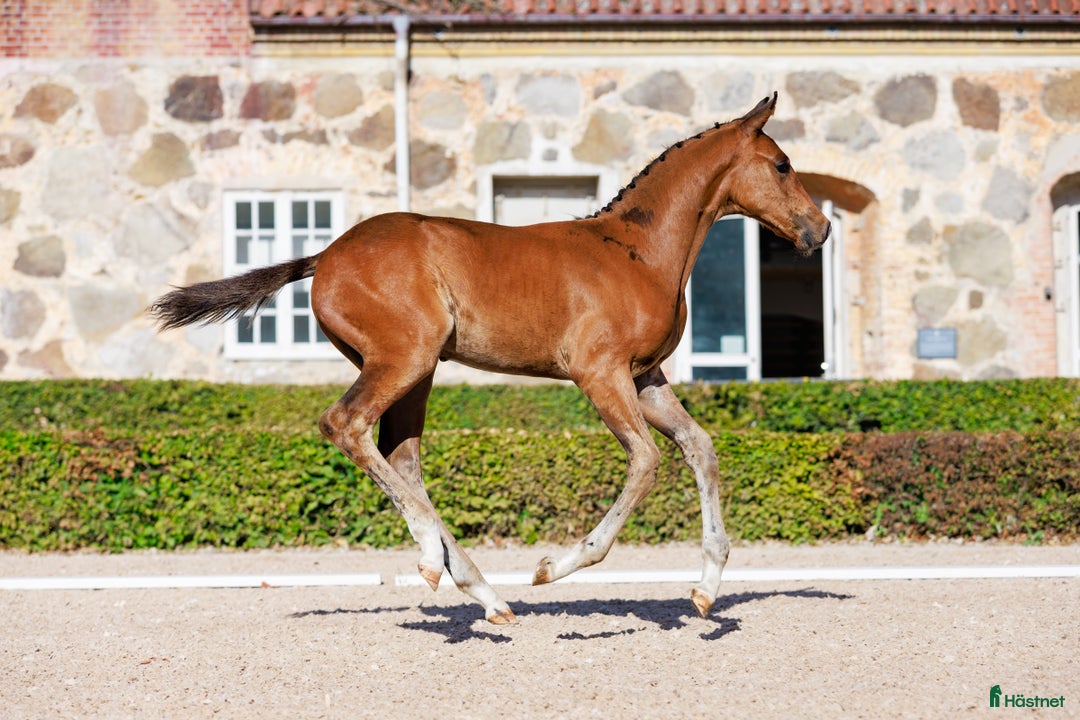 Hoppning hästar till salu: Otroligt hingstföl med starkt möderne  - Annons 2