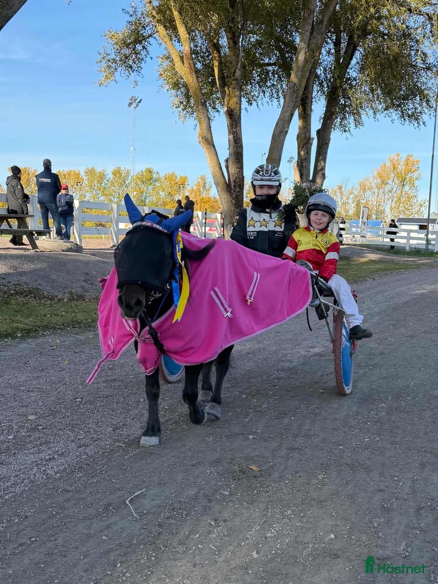  hästar Elitloppsvinnaren Gransjöns Krumelur - Annons 5