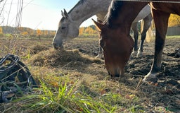  stallplats finnes: 🌺Aspvik 🐎 i Kungsängen - Annons 9