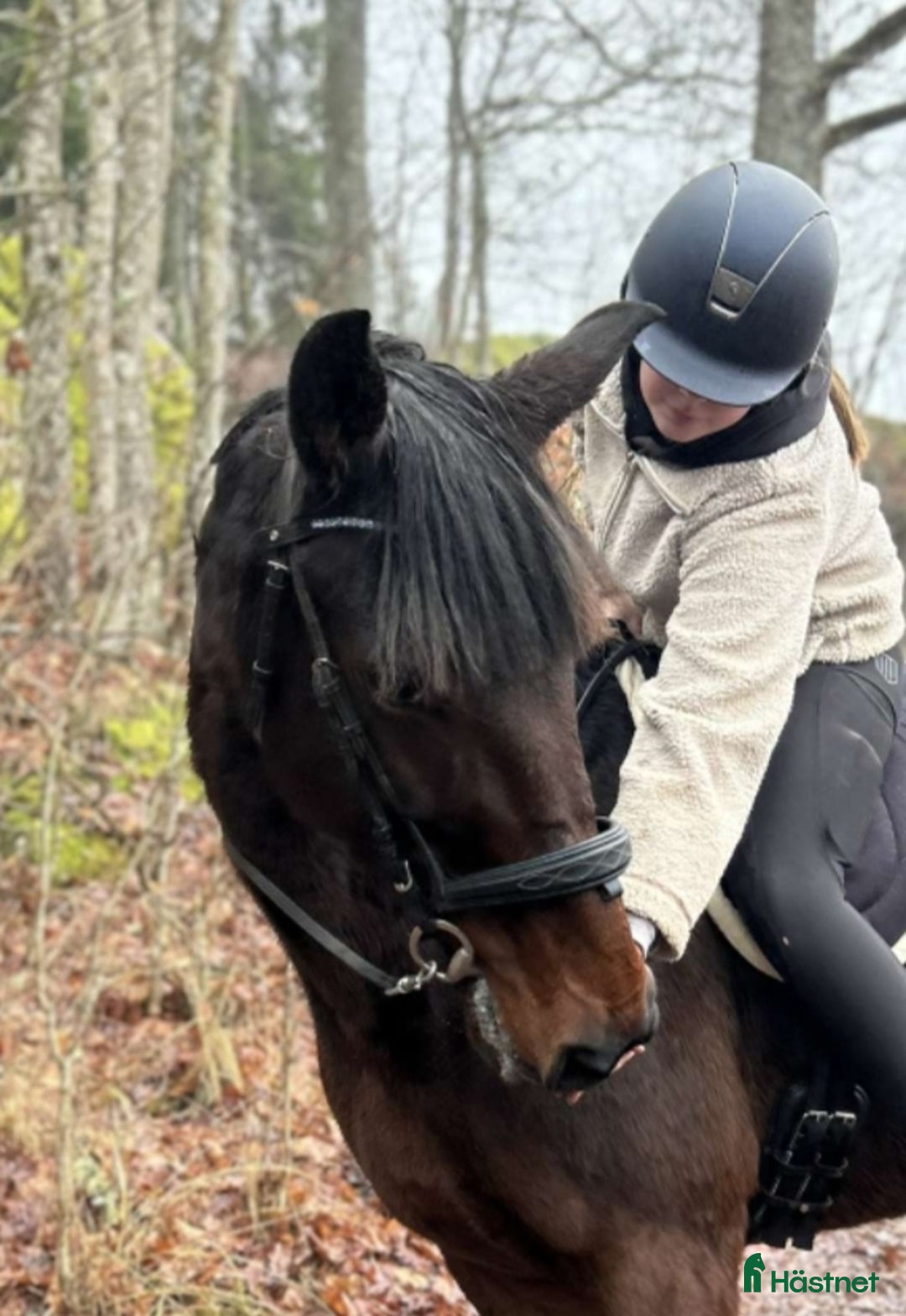 Allround hästar till salu: Vacker häst till ridning/avel i Hålanda - Annons 3