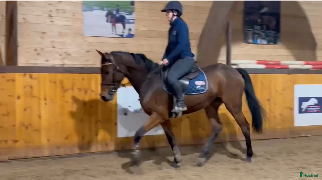 Hoppning hästar till salu: Unghest selges  i Lier - Annons 4