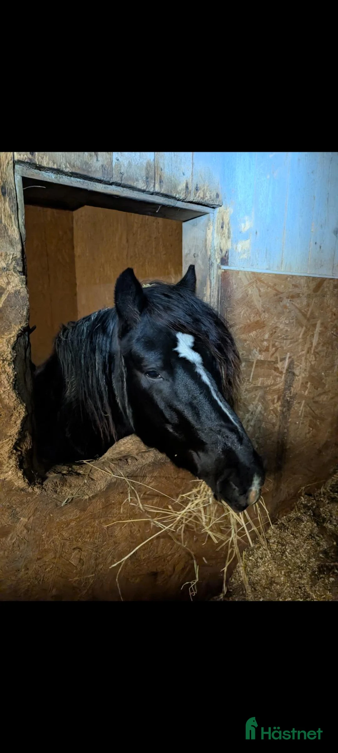 Övrigt hästar till salu: Trevlig 3 åring hingst utlånas  i Sunne - Annons 2