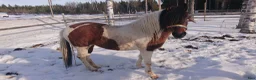 Allround hästar till salu: 5 renrasiga Paso Finos (en eller fler) - Annons 5