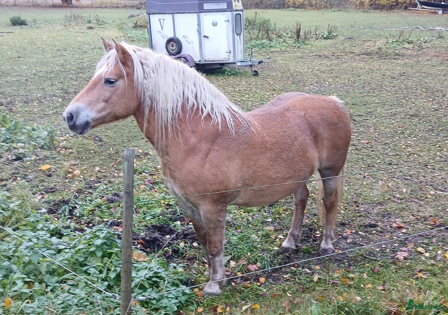  hästar Haflinger diplomsto i Alunda - Annons 4